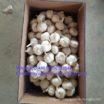 New Crop Raw Normal/Pure White Garlic